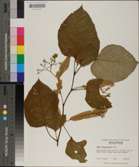 Tilia heterophylla image