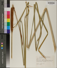 Typha domingensis image