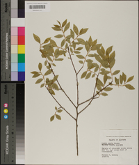 Ulmus alata image