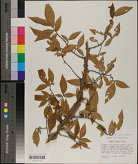 Ulmus alata image