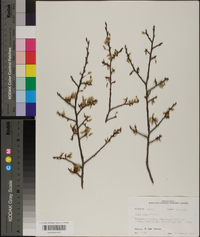 Ulmus alata image