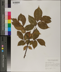 Ulmus serotina image