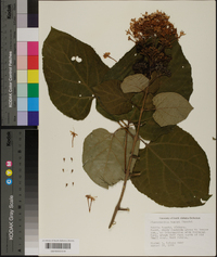 Clerodendron bungei image
