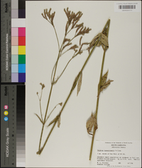 Verbena brasiliensis image