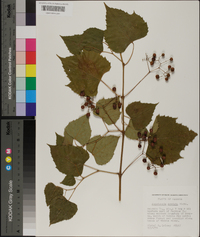 Ampelopsis cordata image