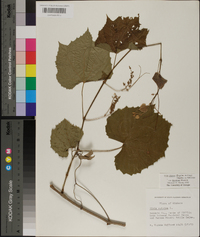 Vitis vulpina image