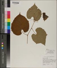 Vitis vulpina image