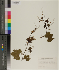 Vitis palmata image