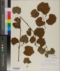 Vitis rotundifolia image