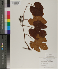 Vitis cinerea image