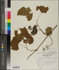 Vitis rupestris image