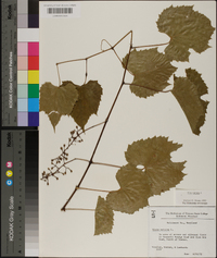 Vitis vulpina image