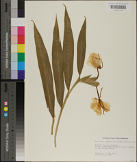 Hedychium coronarium image