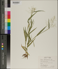 Panicum sphaerocarpon image