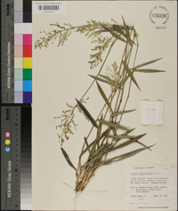 Panicum equilaterale image
