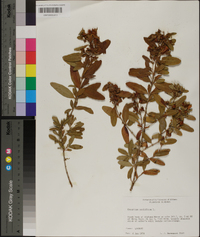 Hypericum prolificum image