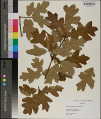 Quercus margarettae image