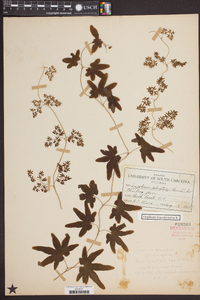 Lygodium palmatum image