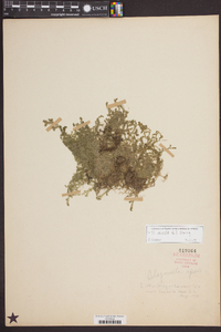 Selaginella apoda image