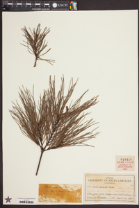 Pinus glabra image