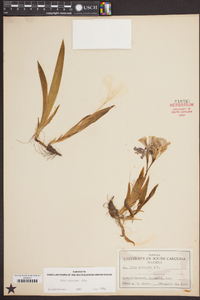 Iris cristata image