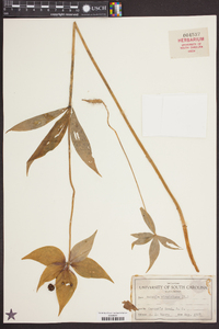 Medeola virginiana image