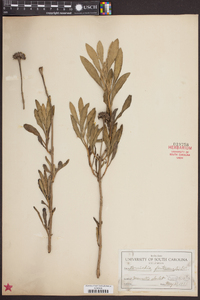 Borrichia frutescens image