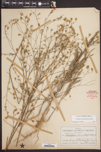 Croptilon divaricatum image