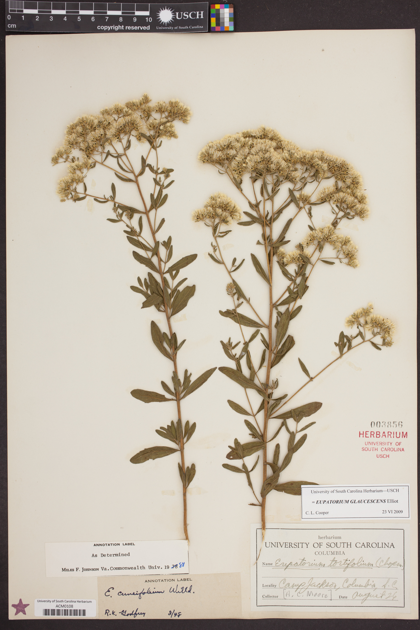 Eupatorium glaucescens image