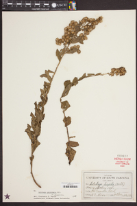 Solidago petiolaris image