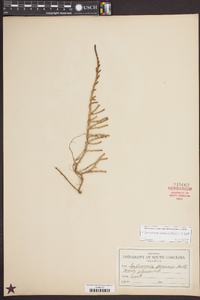 Sarcocornia perennis image