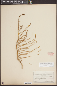 Sarcocornia perennis image