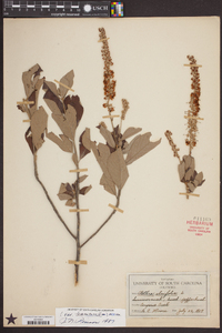 Clethra alnifolia image