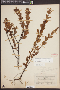 Hypericum crux-andreae image