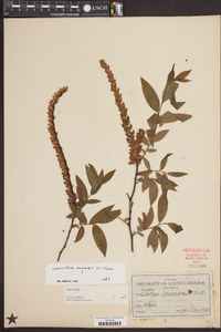 Leucothoe racemosa image