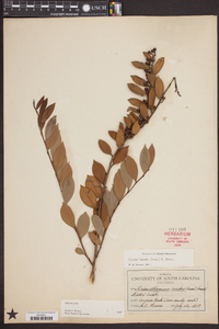 Lyonia lucida image
