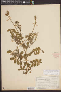 Tephrosia spicata image