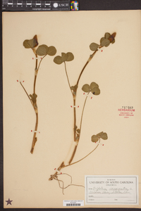 Trifolium incarnatum image