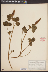 Trifolium incarnatum image