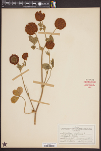 Trifolium reflexum image