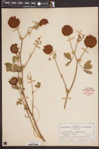 Trifolium reflexum image