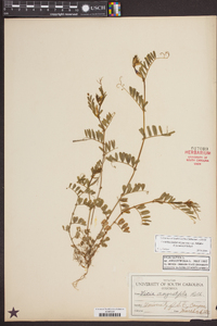 Vicia sativa subsp. nigra image