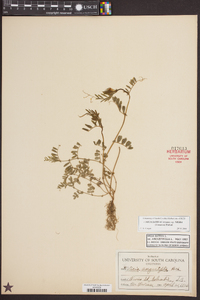 Vicia sativa subsp. nigra image