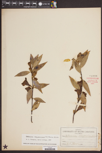 Gelsemium sempervirens image