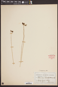 Utricularia cornuta image