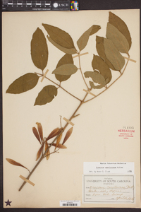 Fraxinus caroliniana image