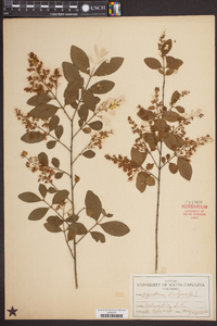 Ligustrum vulgare image