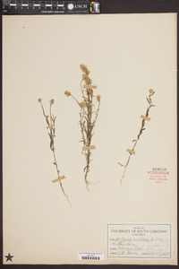 Polygala curtissii image