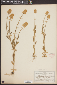 Polygala lutea image