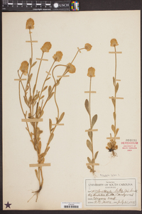 Polygala lutea image